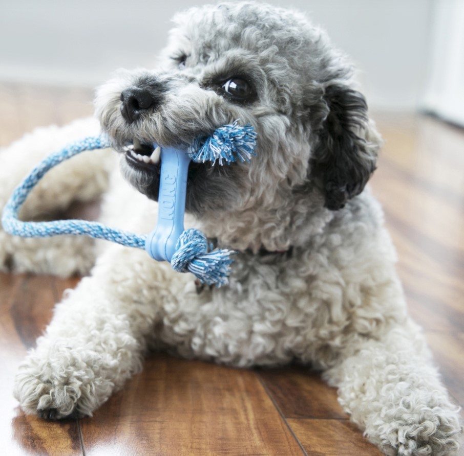KONG Игрушка для собак Puppy Goodie Bone