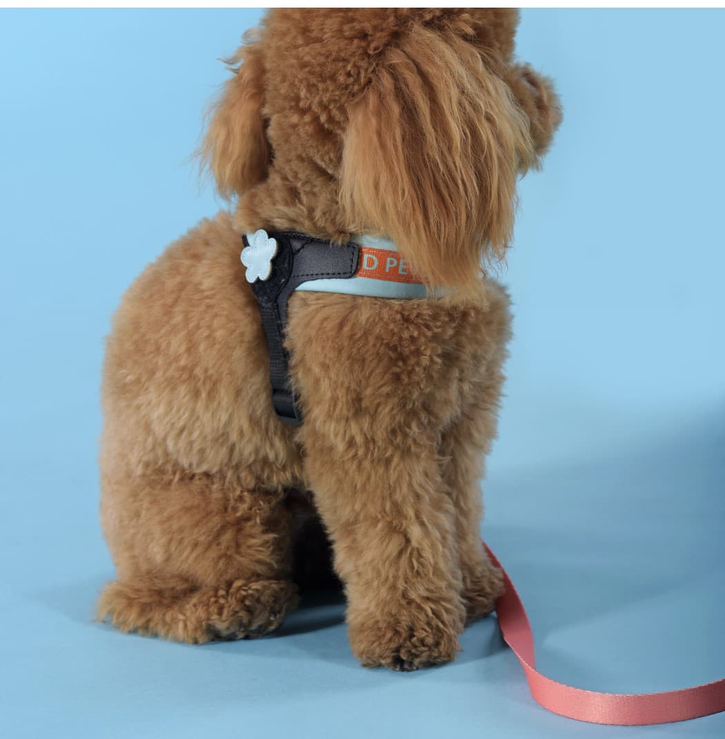 Шлейка для собак United Pets Complete me голубая с оранжевым