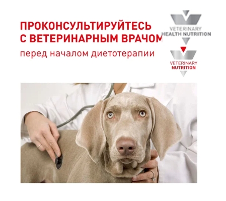Ветеринарный корм для собак Сухой корм для собак Royal Canin Neutered Adult Small Dog