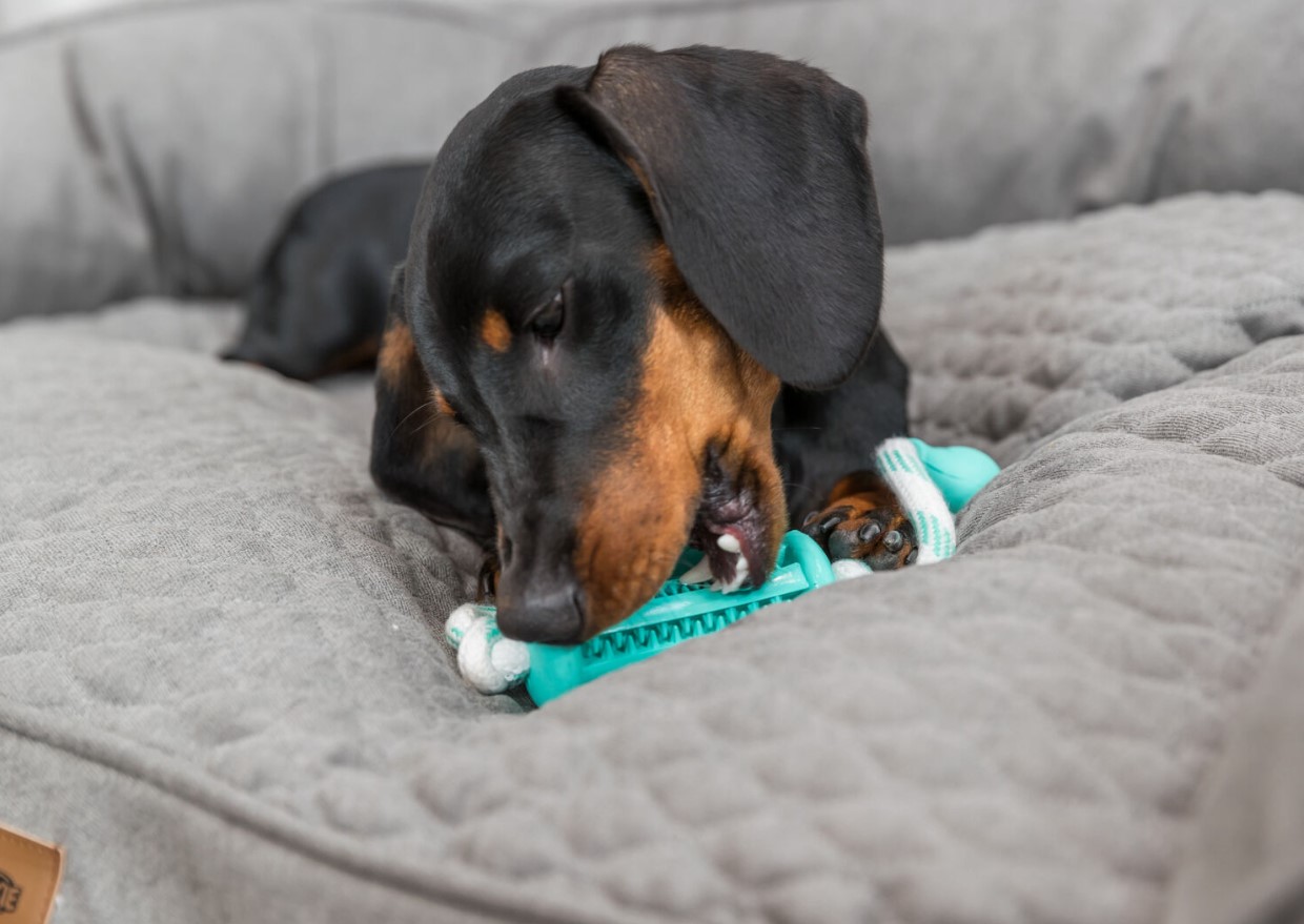 Игрушка для собак TRIXIE "DENTAfun Stick with Rope" со вкусом мяты каучук