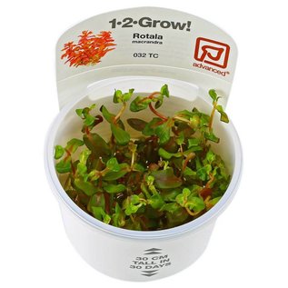 Ротала Макрандра (Rotala Macrandra) 6-10 штук
