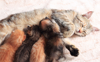 Чем кормить кошку, чтобы было больше молоко для котят?