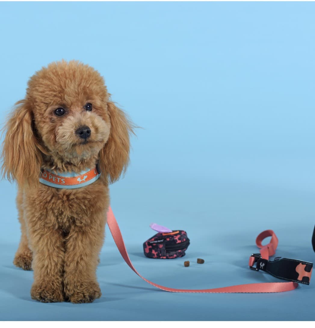 Шлейка для собак United Pets Complete me голубая с оранжевым