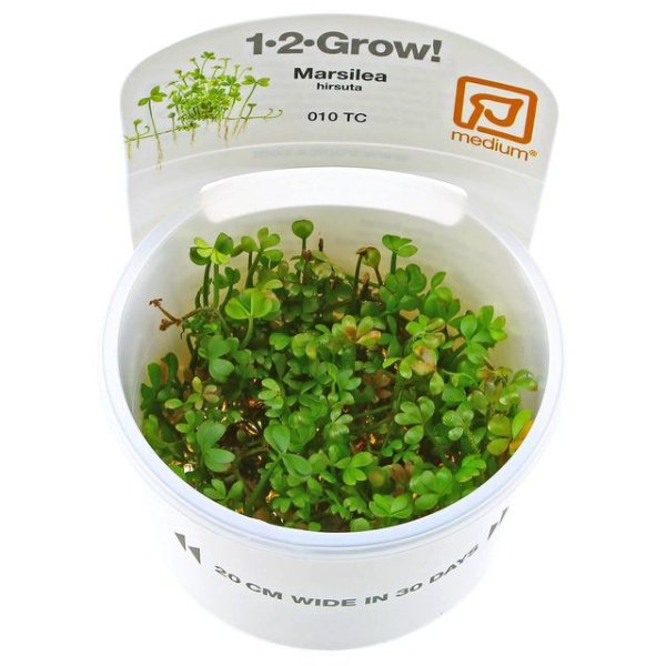 Марсилия хирсута (Marsilea hirsuta)