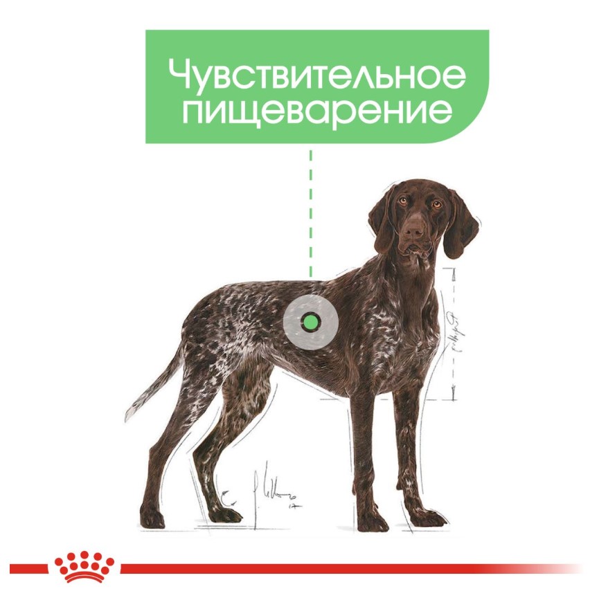 Каталог Сухой корм для собак Royal Canin Maxi Digestive Care для собак