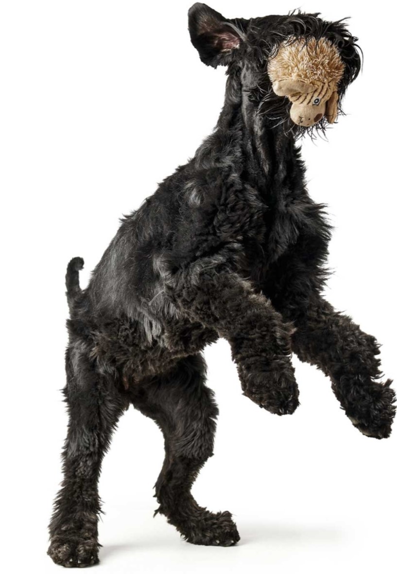 HUNTER Игрушка для собак Pori Dog бежевый
