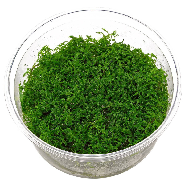 Мириофиллум маттогроссенс (Myriophyllum mattogrossense)