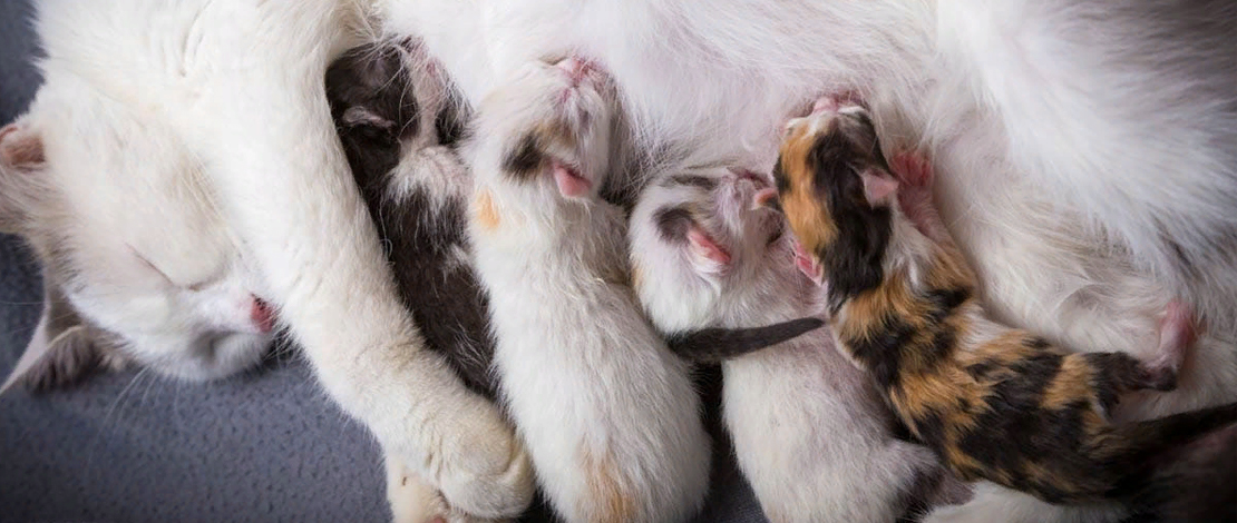 Чем кормить кошку, чтобы было больше молоко для котят?
