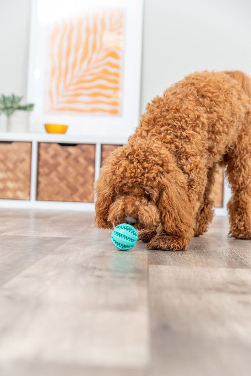 Игрушка для собак со вкусом мяты TRIXIE DENTAfun Ball