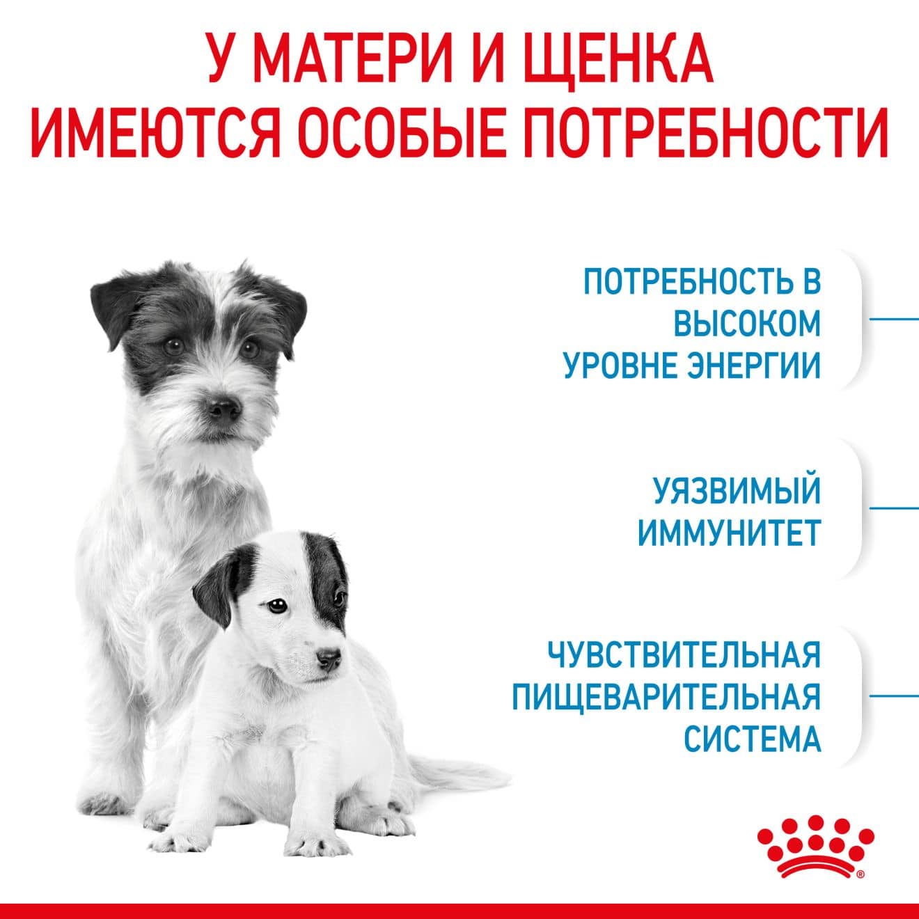 Каталог Сухой корм для щенков Royal Canin Mini Starter для собак