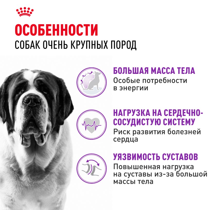 Сухой корм для собак Royal Canin Giant Adult