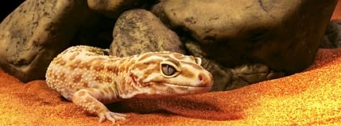 Убежище-грот Reptile Cave 11x26.5x28 см PT2933 (H229333)