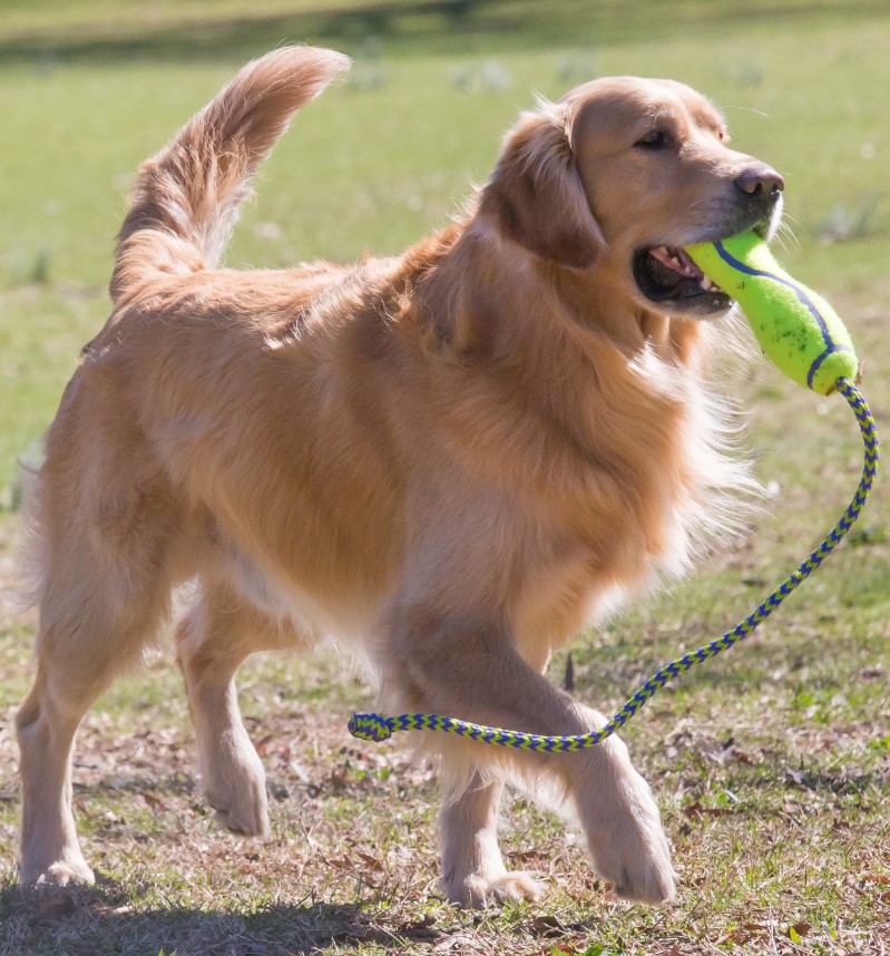 KONG Игрушка для собак Air Fetch Stick
