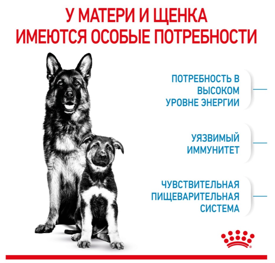 Каталог Сухой корм для щенков Royal Canin Maxi Starter для собак