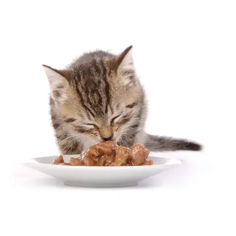 новый наполнитель CAT STEP Fresh Mint