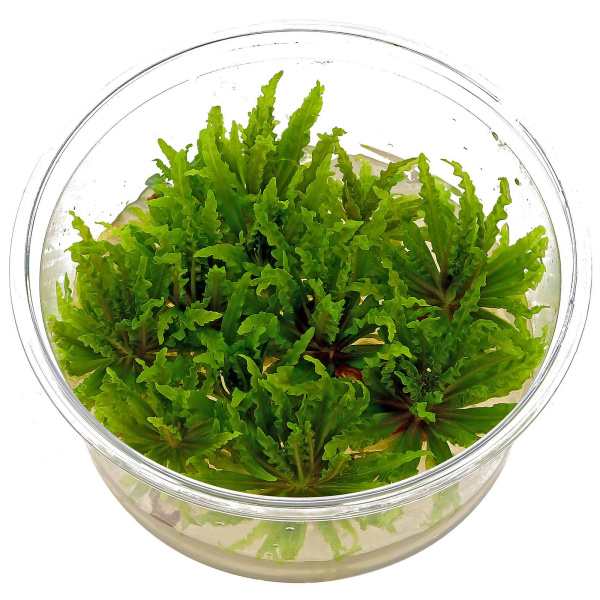 Погостемон Хелфера (Pogostemon Helferi) 6-10 штук