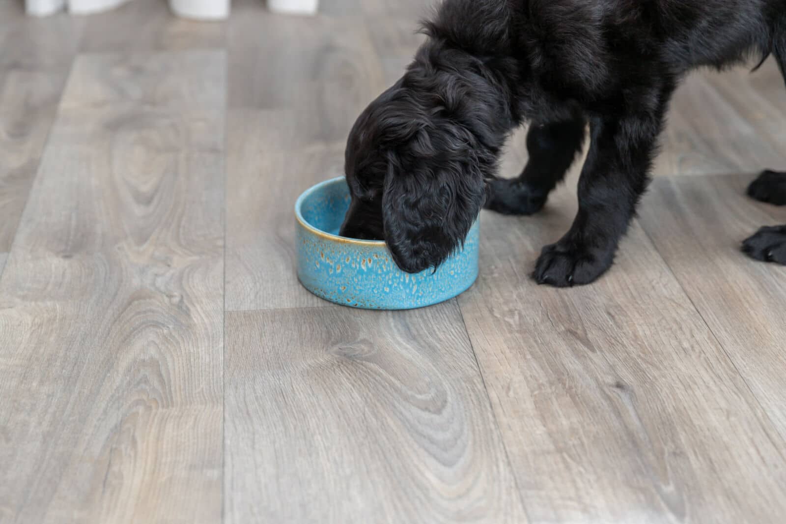 Миска керамическая для кошек TRIXIE Sand Dog (голубой)