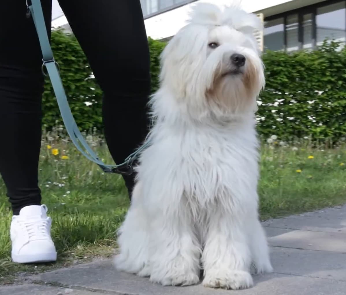 Поводок для собак TRIXIE CityStyle Lead (светло-серый)