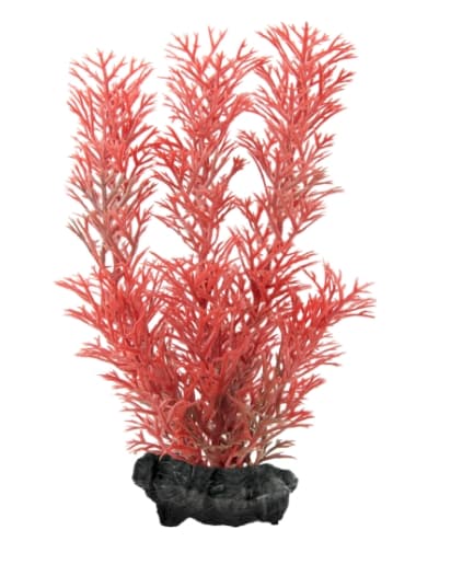 Пластмассовое растение L Перистолистник 30 см (с грузом) RCTetra DecoArt Plant L Foxtail Red