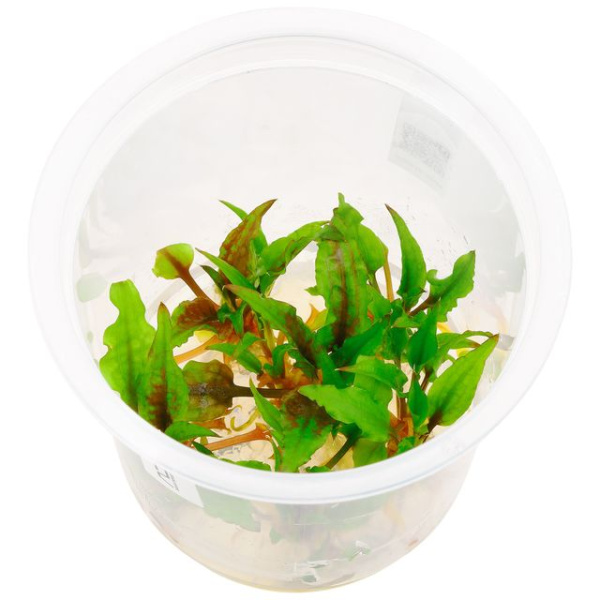 Криптокорина Вендта "Грин Гекко" (Cryptocoryne wendtii var "Green Gecko")