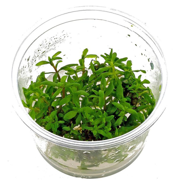 Погостемон Мидл Грин (Pogostemon sp. Middle Green) 6-10 штук