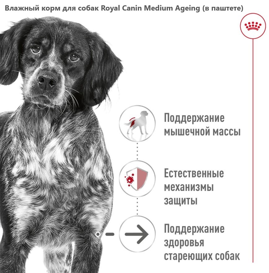 Влажный корм для собак Royal Canin Medium Ageing (в паштете)