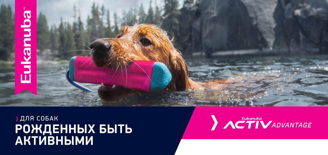 Зоотовары в интернет-магазине в Минске - купить товары для животных