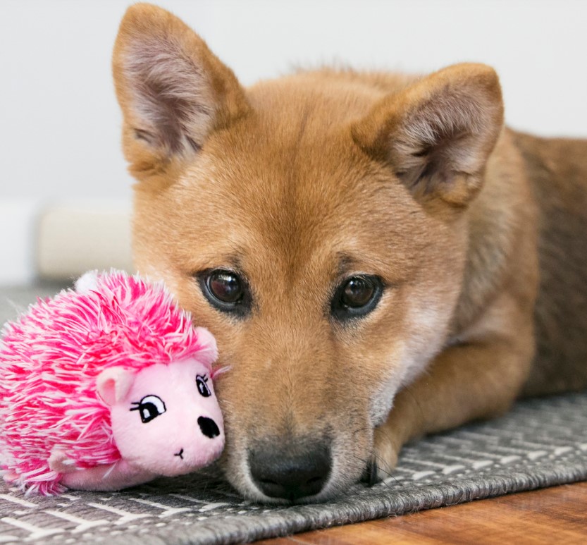 KONG Игрушка для собак Comf HedgeHug Puppy Assor