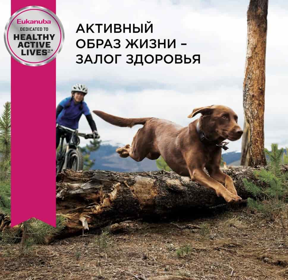 Питание для старых собак Сухой корм для собак Eukanuba Senior 7+ Large (птица)