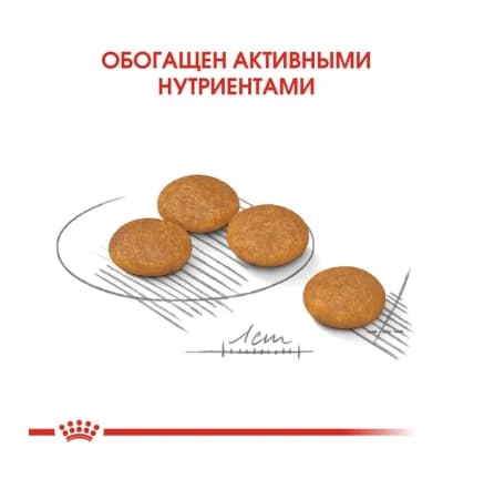 Каталог Сухой корм для собак Royal Canin Mini Dermacomfort для собак