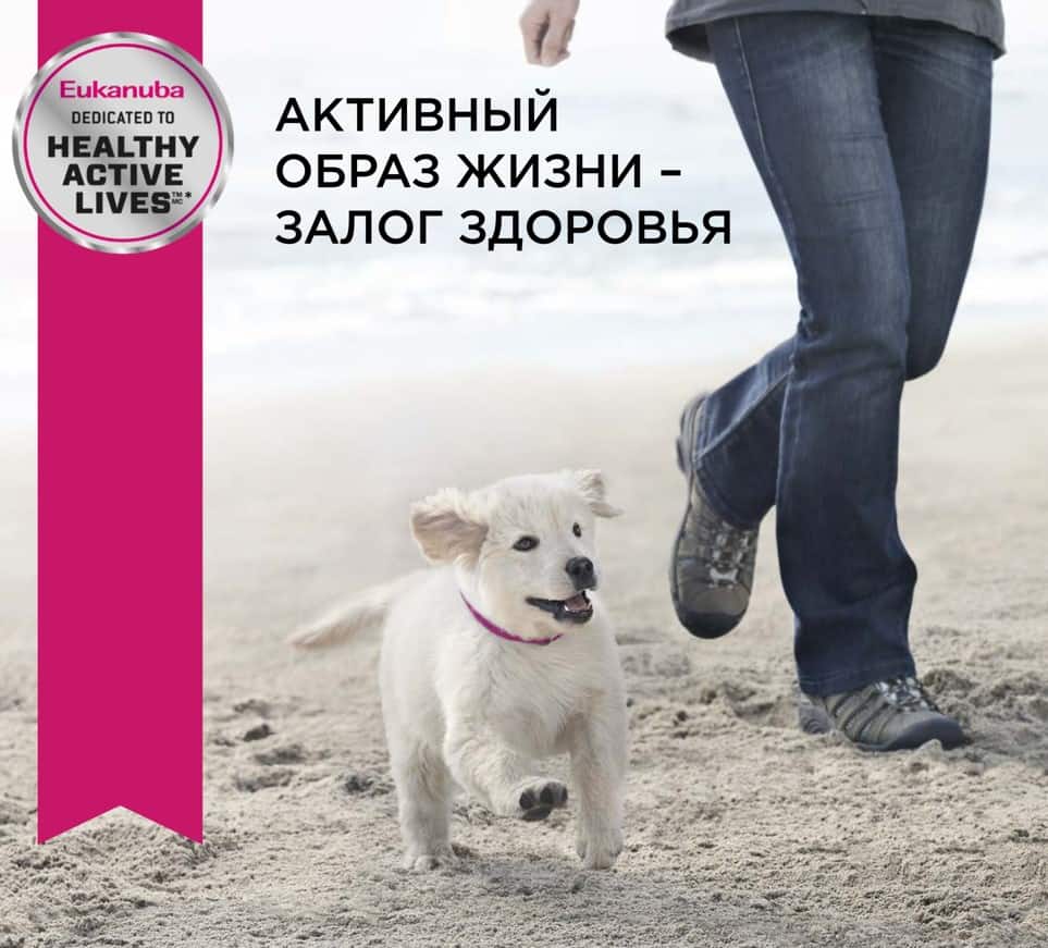 Еда для щенков Сухой корм для щенков Eukanuba Puppy Large Breed (птица)
