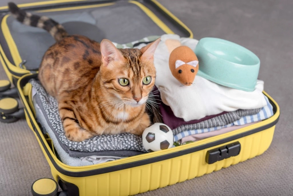 что купить котенку