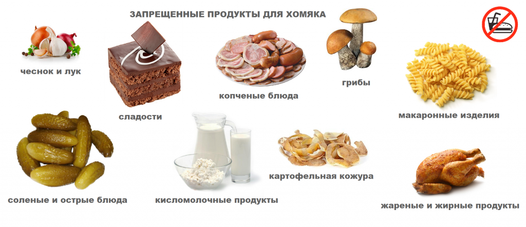 фото запрещенные продукты для хомяков
