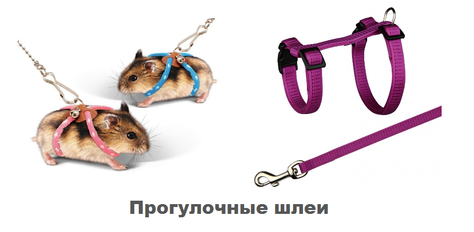 фото поводок для грызунов