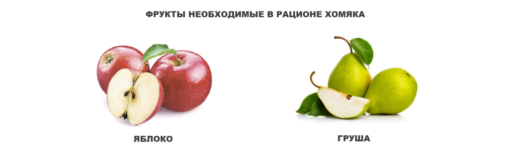 фрукты для хомяка