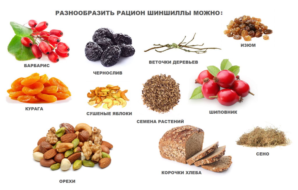 фото рацион для шиншиллы
