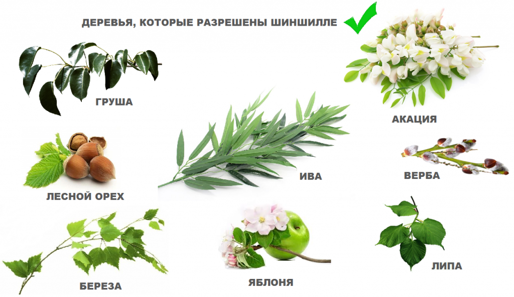 фото ветки дерева 