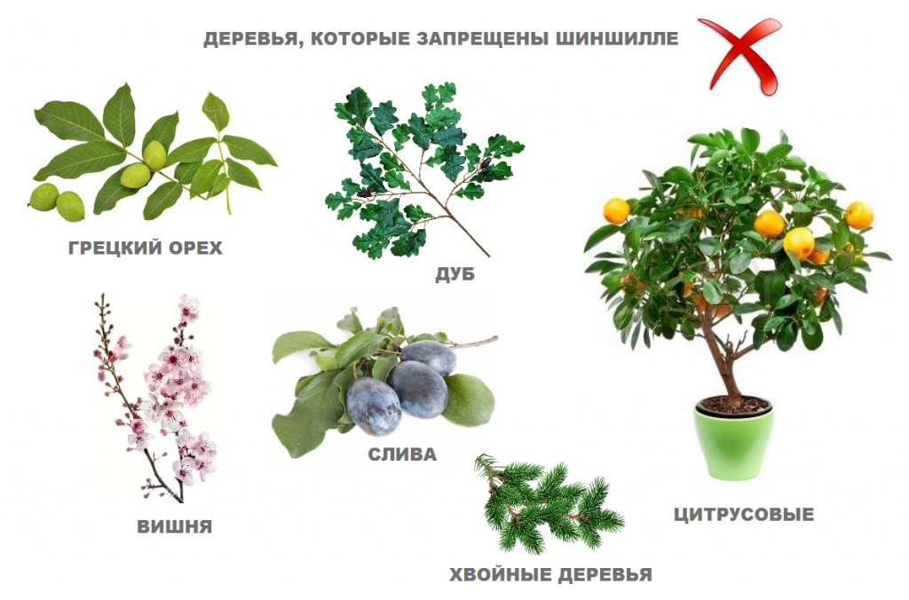 фото ветки пород дерева запрещенные для шиншилл
