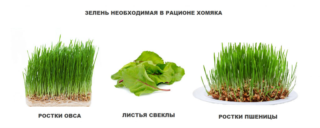 фото зелень для хомяка