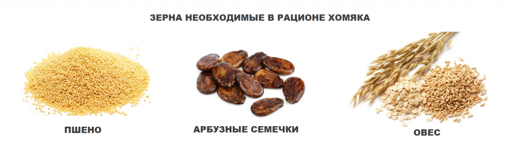 фото зерна для хомяка